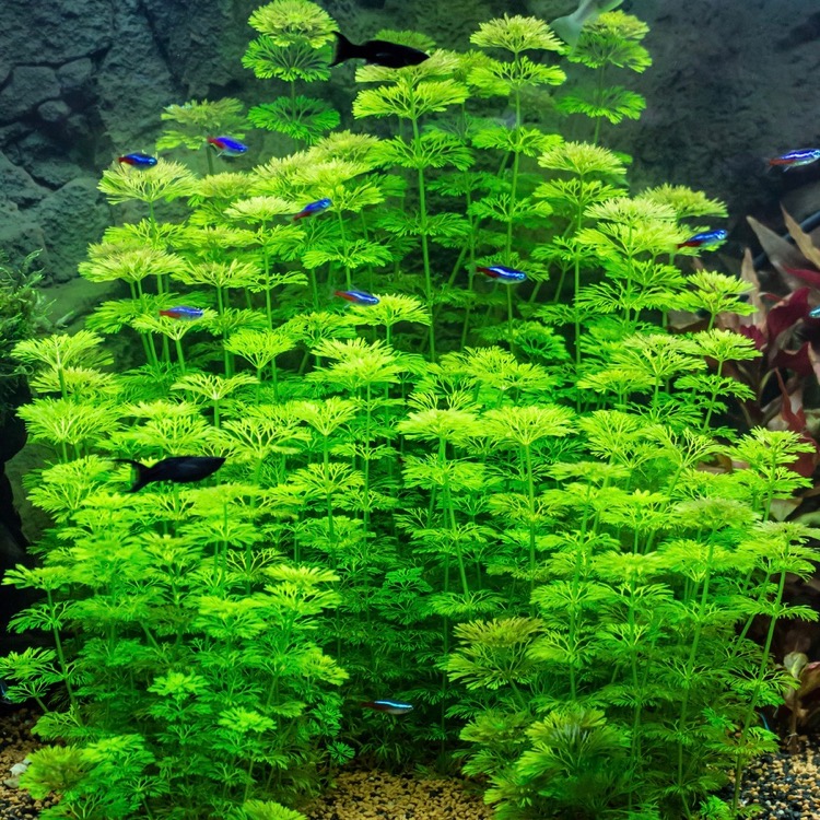 Limnophila sessiliflora in pot